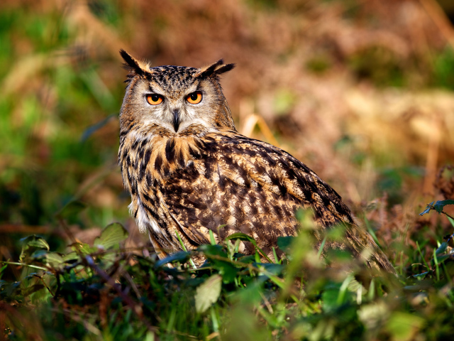 Ушастая сова