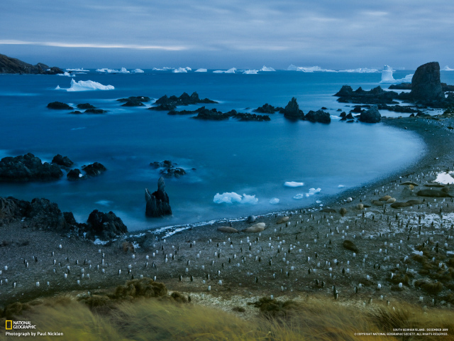 Пингвины на берегу моря