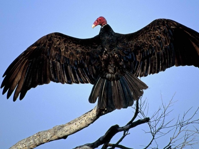 Птица из Турции