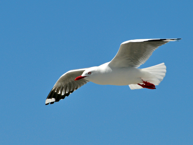 Чайка в полете