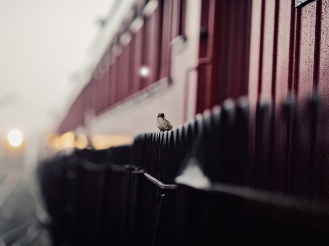 Воробей сидит на заборе