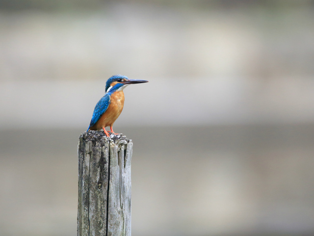 Птица зимородок