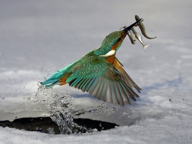 Птица поймала рыбу под льдом