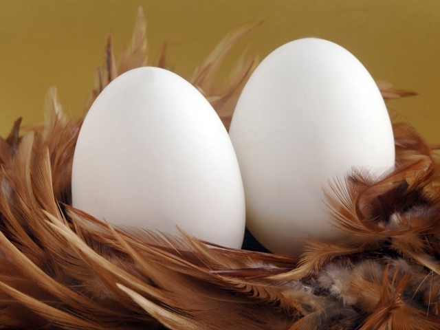 Два яйца в гнезде