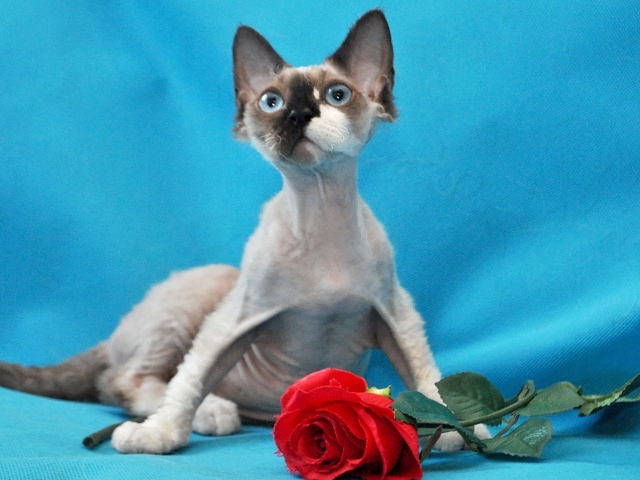 Роза для корниш рекс