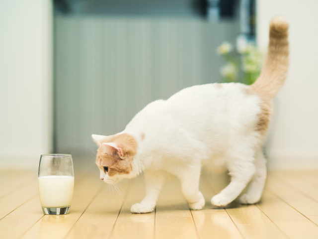 Кошка и стакан с молоком