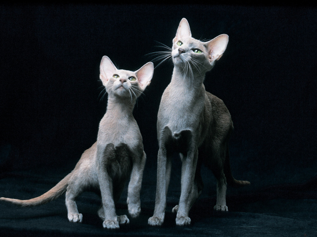 Пара ориентальных короткошерстных кошек