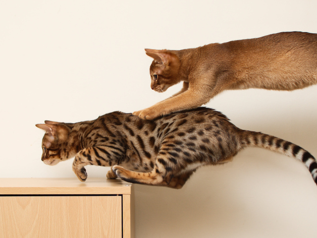 Абиссинская кошка играет с бенгальской