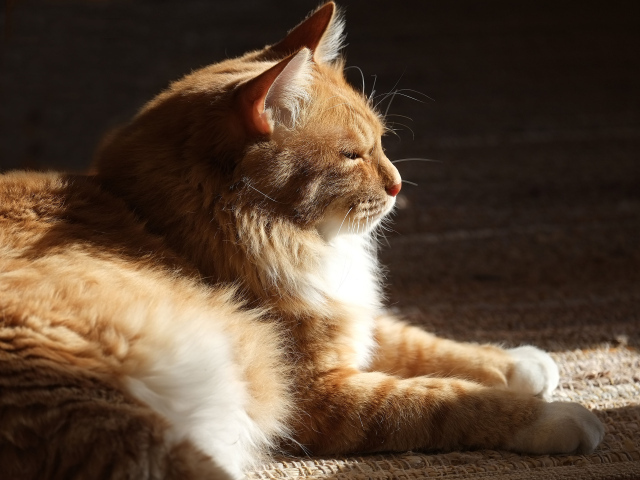 Взрослый курильский бобтейл