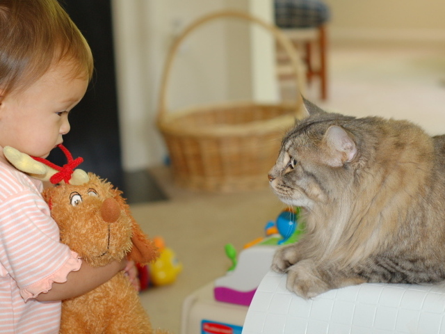 Американский бобтейл и ребенок