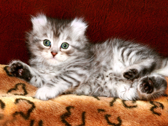 Котенок американский керл