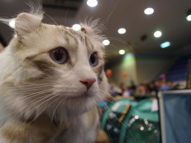 Американский керл на выставке