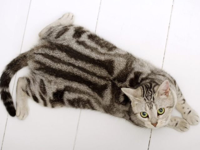 Американская короткошерстная кошка на полу