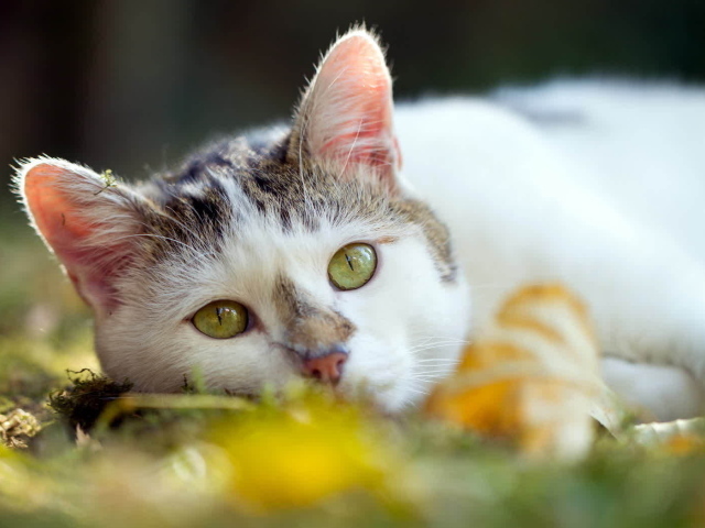Американская жесткошерстная кошка лежит на траве