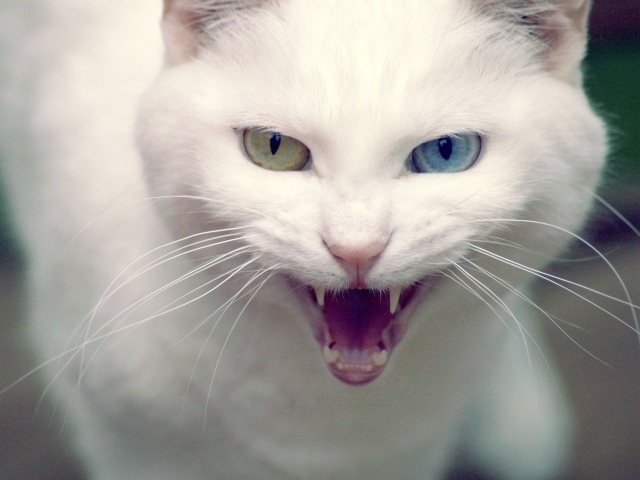 Злой кот турецкая ангора