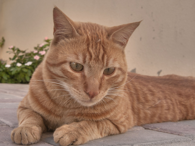 Рыжий аравийский мау