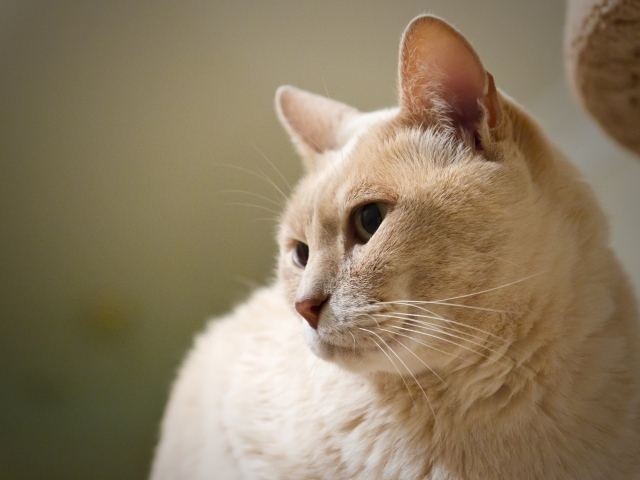 Кот австралийский мист