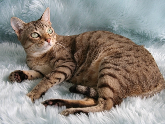 Порода кошек австралийский мист