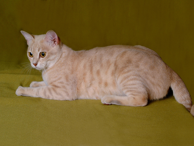 Австралийский мист на зеленом фоне