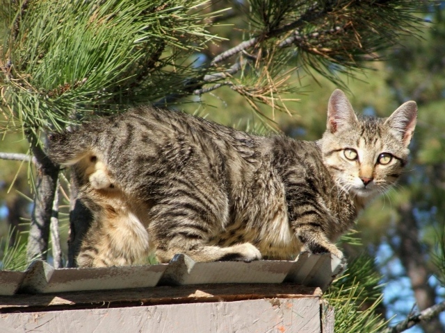 Красивый американский бобтейл