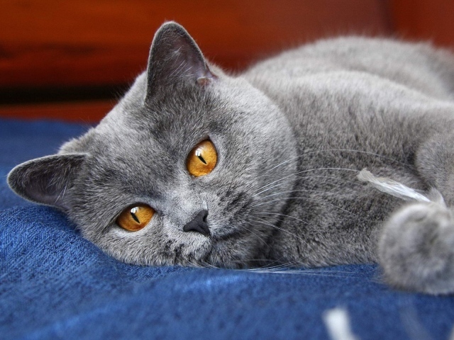 Красивая британская короткошерстная кошка