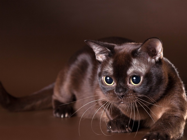 Красивая бурманская кошка