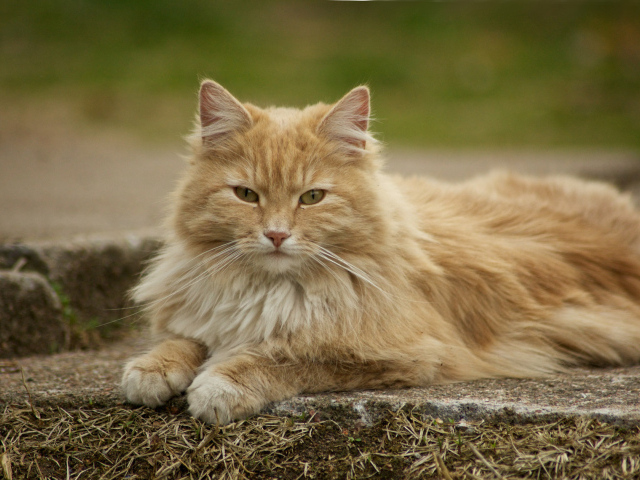 Красивая норвежская лесная кошка