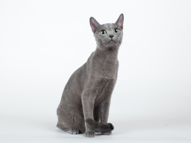 Красивая русская голубая кошка