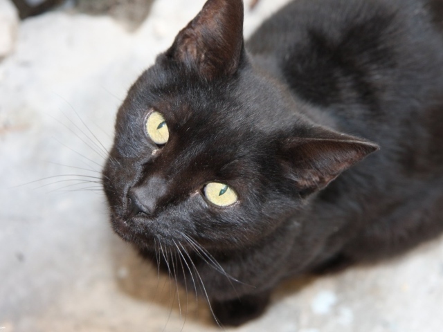 Красивая бомбейская кошка