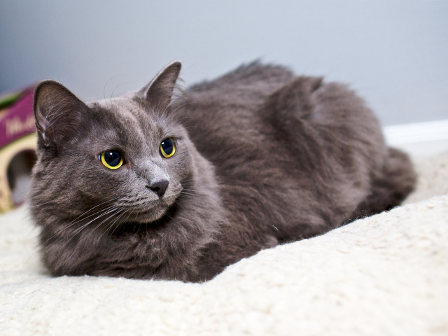 Красивый кот нибелунг