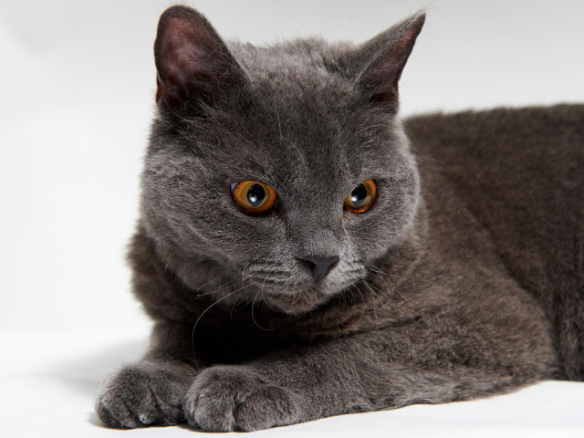 Красивый серый селкирк рекс