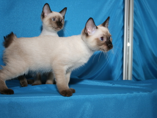 Красивые котята меконгский бобтейл