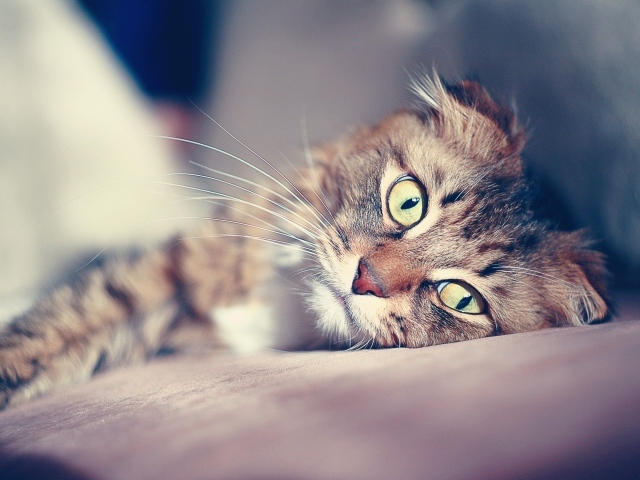 Большие глаза американского керла