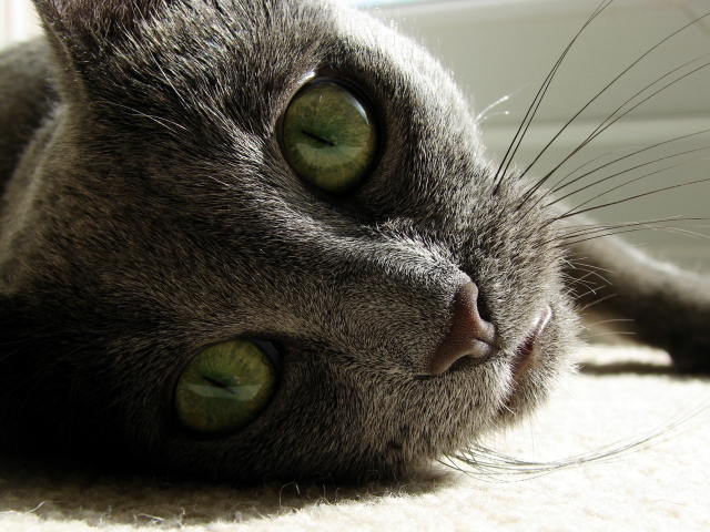 Большие глаза русской голубой кошки