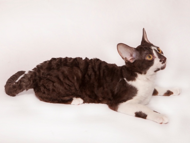 Черно белый корниш рекс