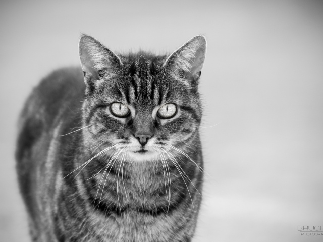 Черно белый кот