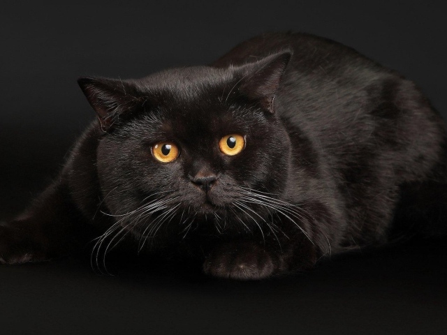Черный кот с желтыми глазами