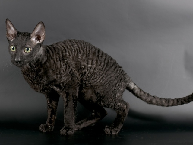 Черный корниш рекс