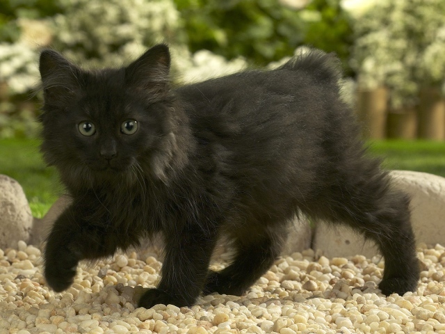 Черный котенок норвежской лесной кошки