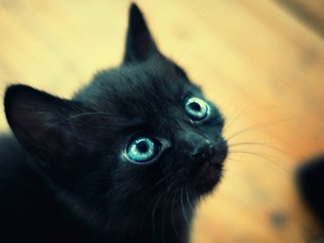 Черный котенок охос азулес