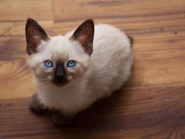 Голубоглазый котенок меконгский бобтейл