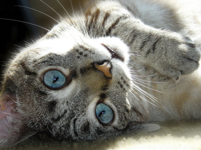 Голубые глаза у балийской кошки