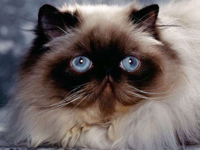 Голубые глаза гималайской кошки