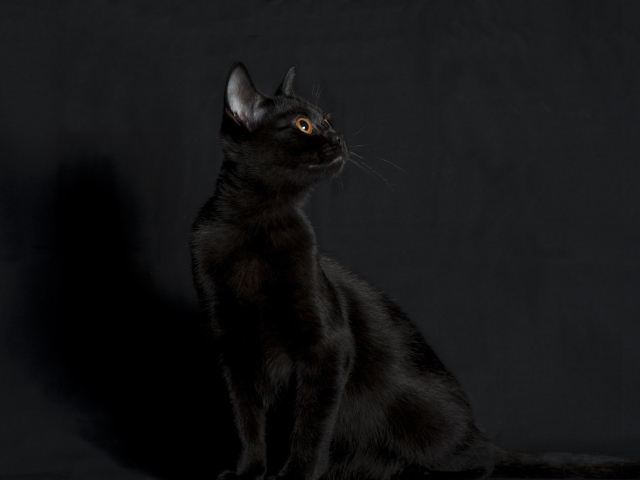 Черная бомбейская кошка на черном фоне