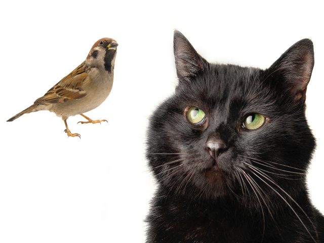 Бомбейская кошка смотрит на птичку