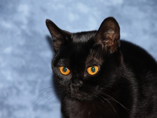 Бомбейская кошка на голубом фоне