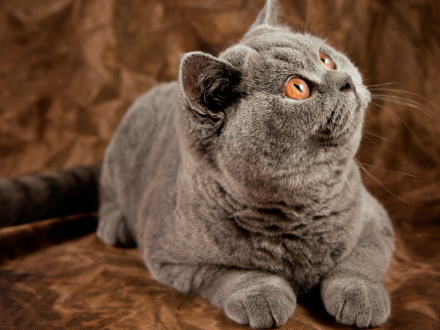 Порода британская длинношерстная кошка