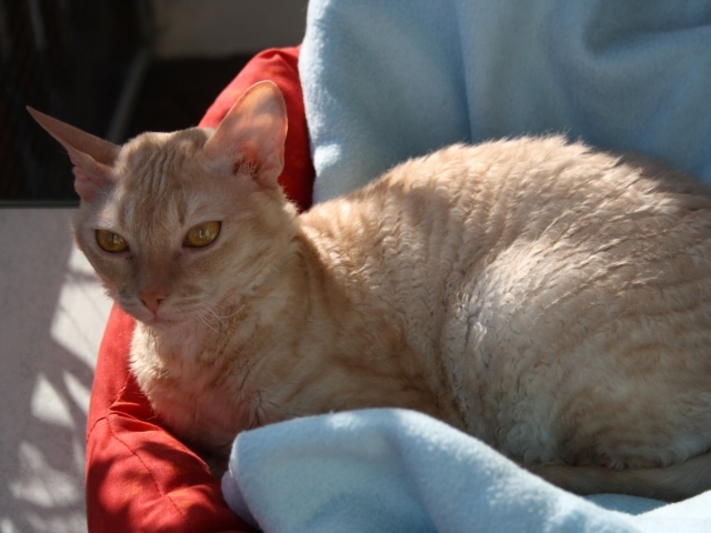 Порода немецкий рекс