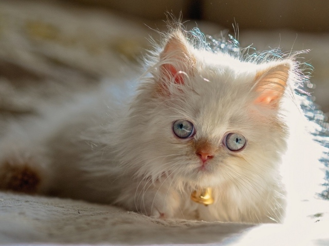 Светлый котенок гималайской кошки