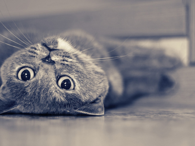 Британская короткошерстная кошка лежит на спине